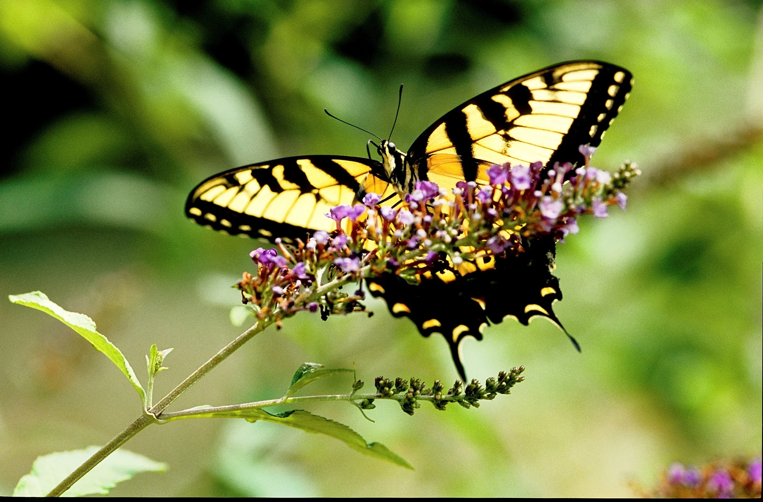 Stanley's Greenhouse